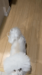 Picture of cute bichon frise begging